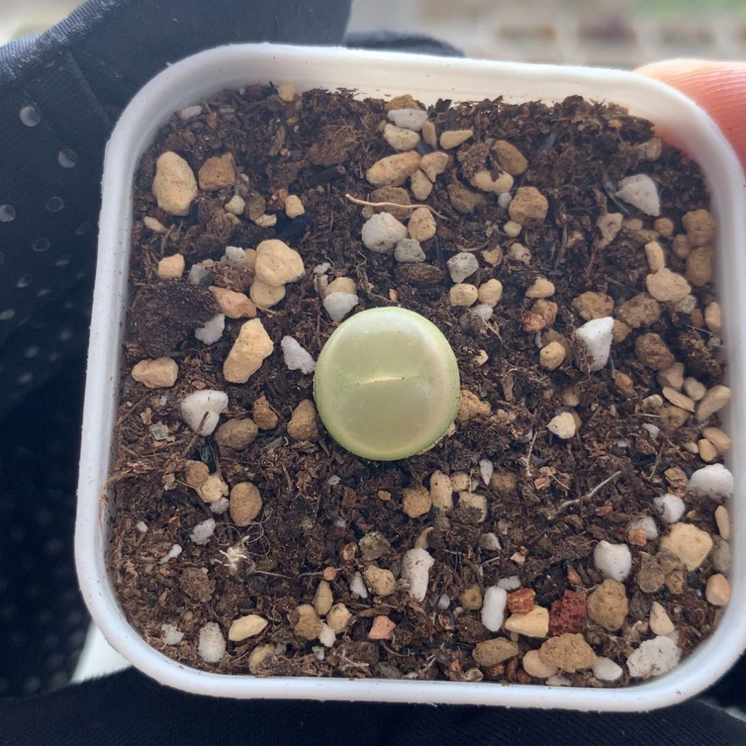 a338紫皮拉登一颗