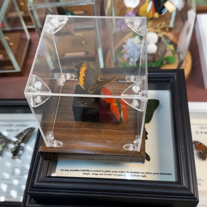 有机玻璃蝴蝶标本蝴蝶标本