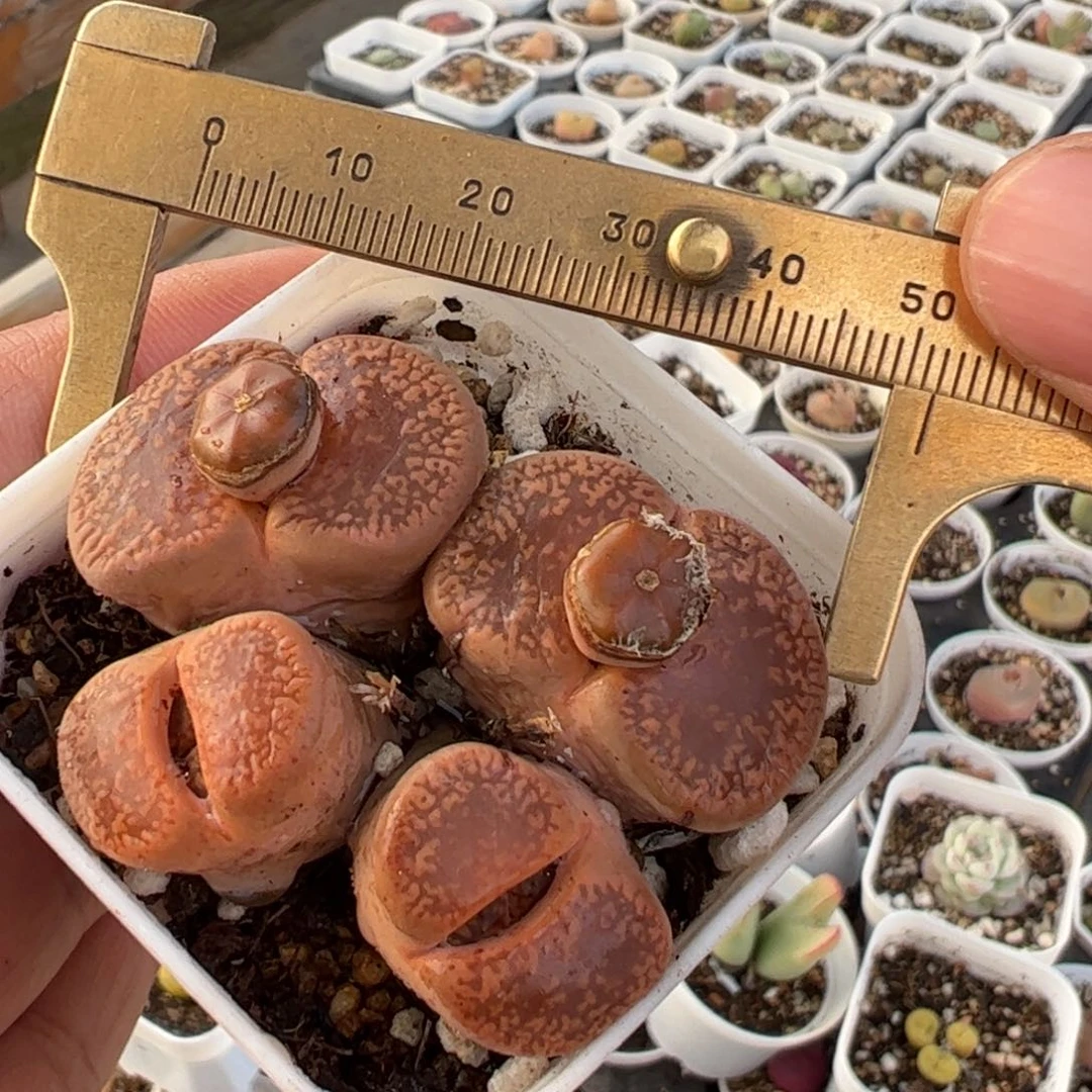 多肉植物百科2541