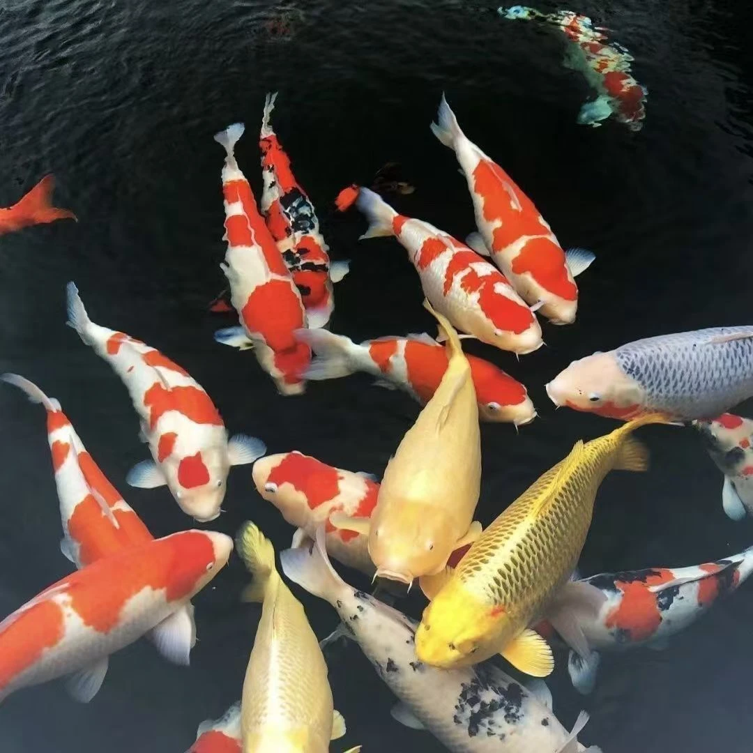 一号直播链接包邮开箱包活好养易活不能拒收提供开箱视频包售后