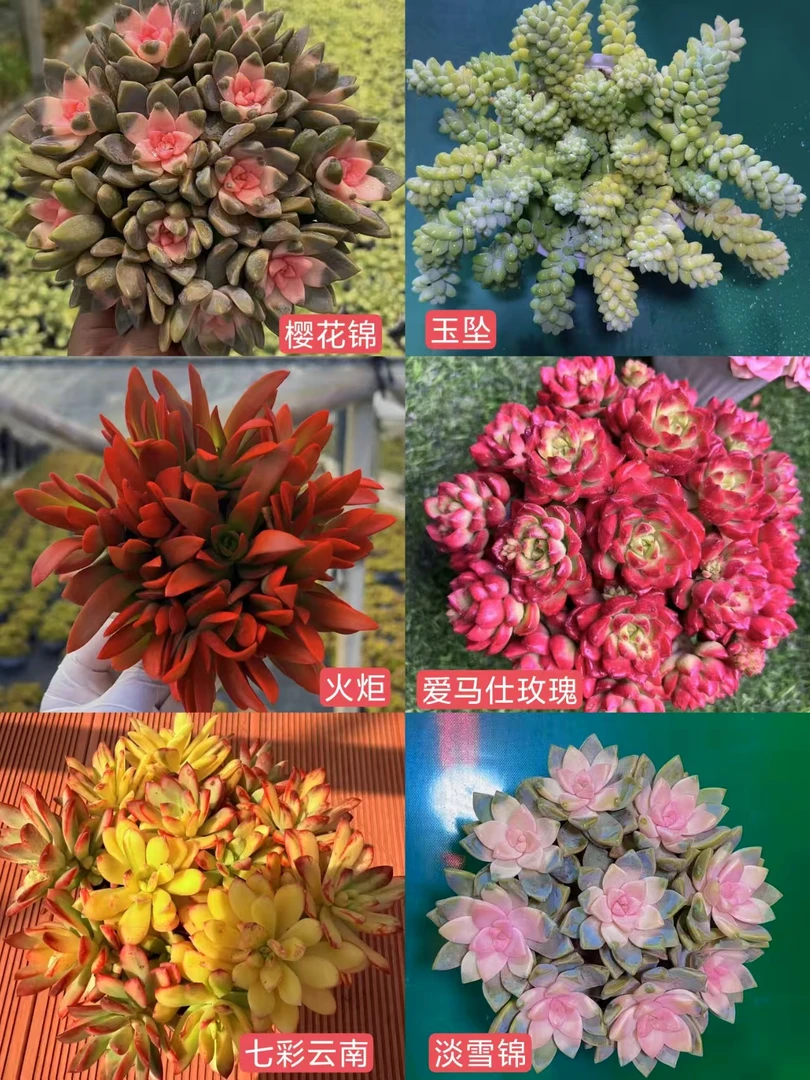 HS26-10 新手组合 耐热耐旱 好看好养 带盆带土云南基地发货