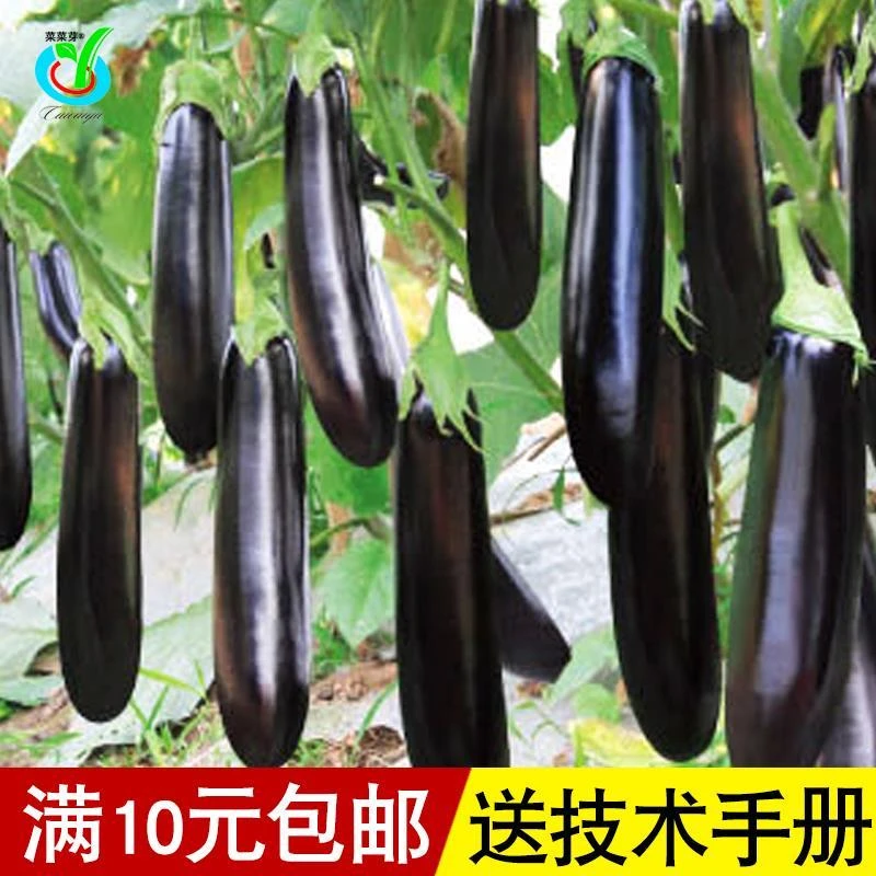 粗长茄种子烧烤茄种子紫黑发亮高产茄子蔬菜种子肉厚味美茄子