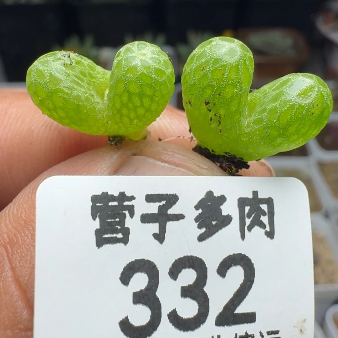 妖奇玉5元2颗。