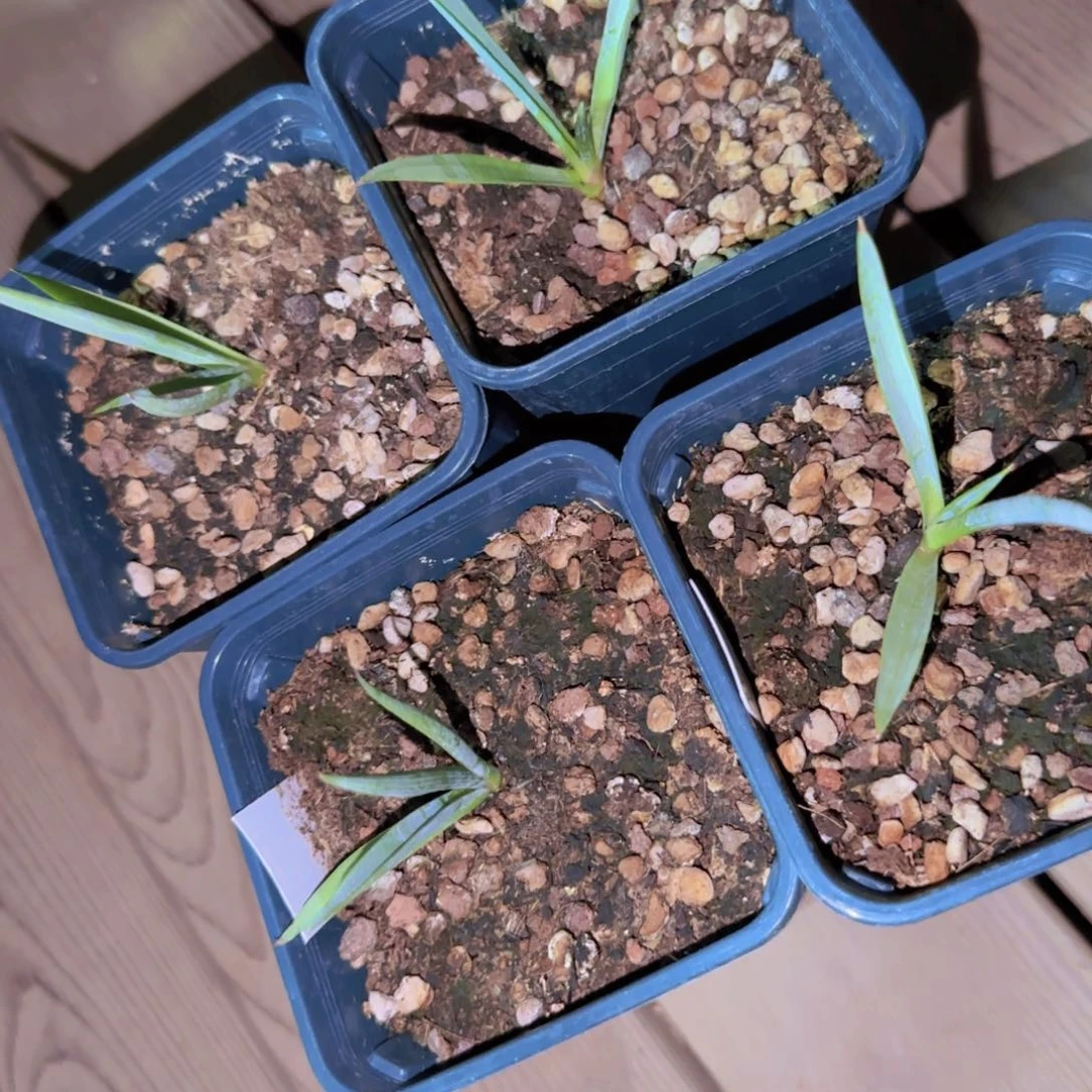 块根植物块根植物