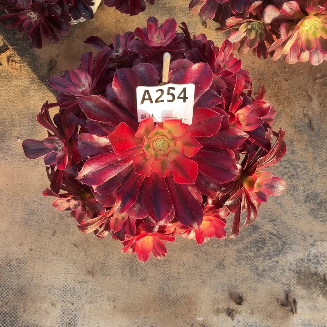 多肉植物美杜莎254多肉