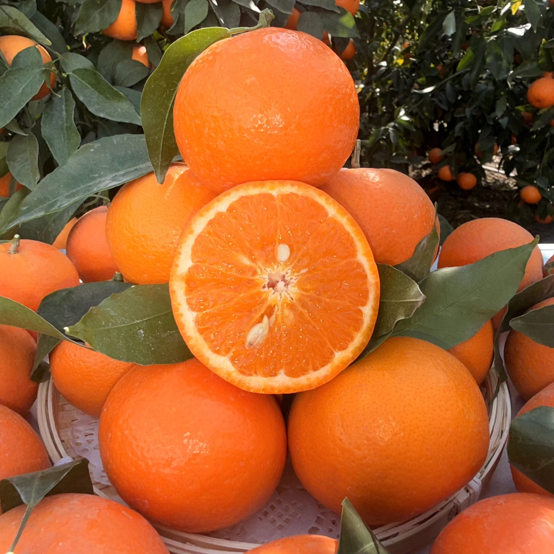 云南宾川沃柑直发水果果农自卖新鲜现摘当季清甜多汁桔子