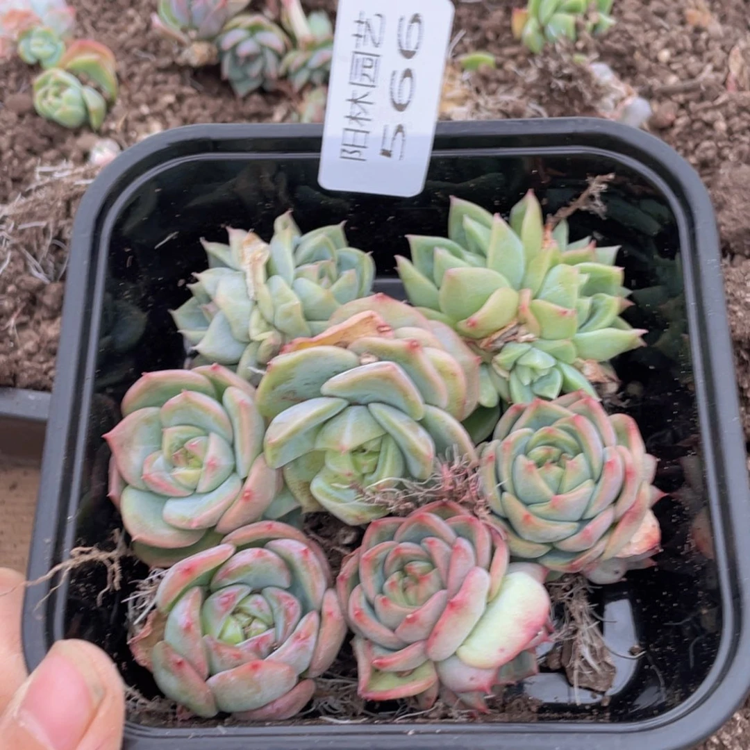 多肉植物多肉植物566