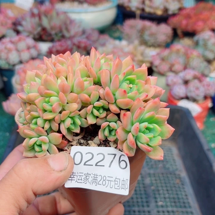 幸运的是我还没遇到你的