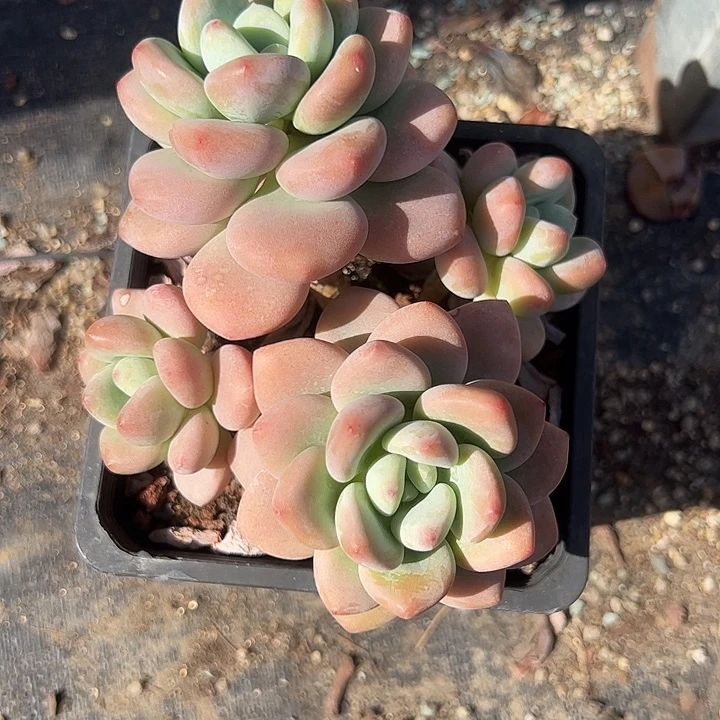 樱花洛神多肉植物