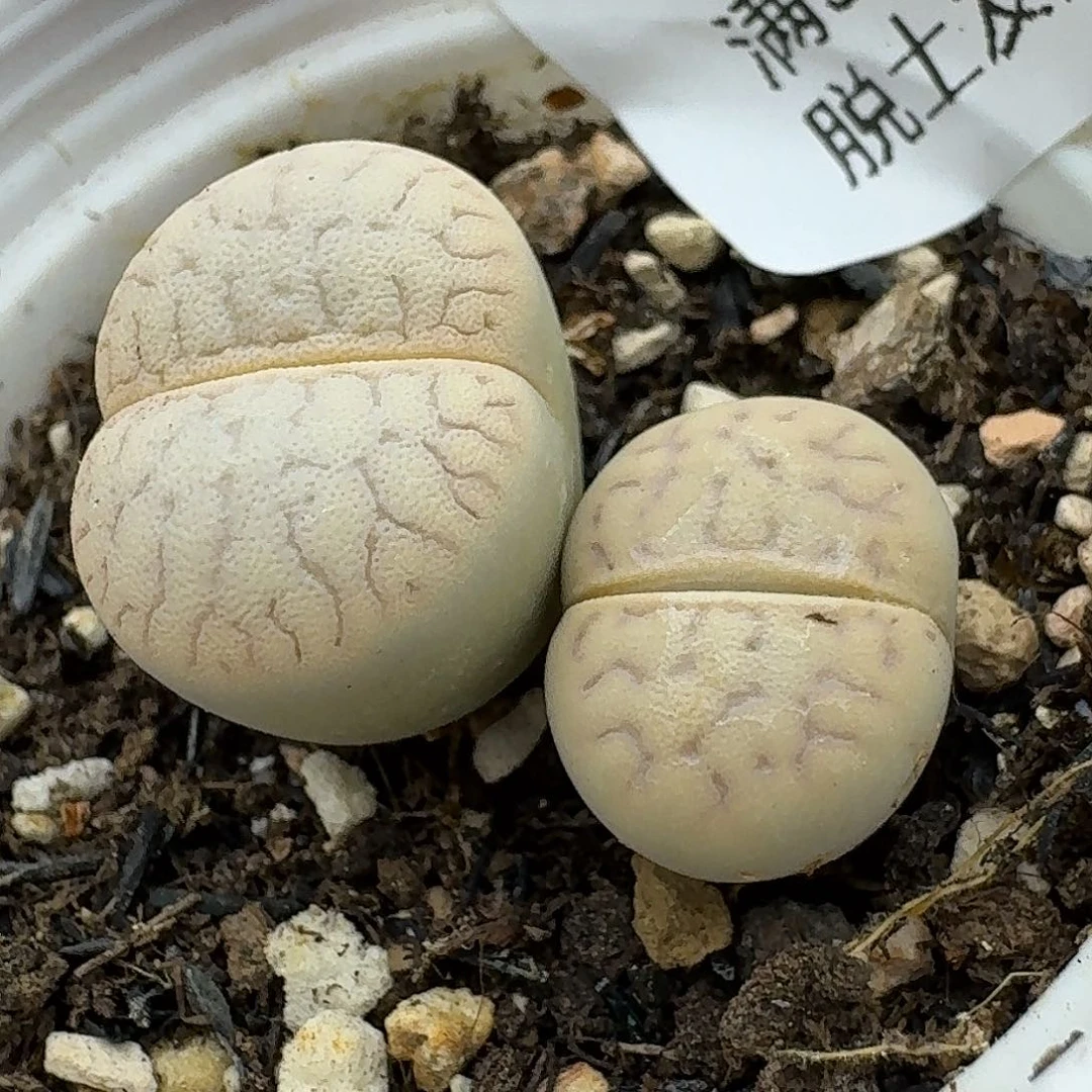 194多肉哈哈哈哈哈哈哈