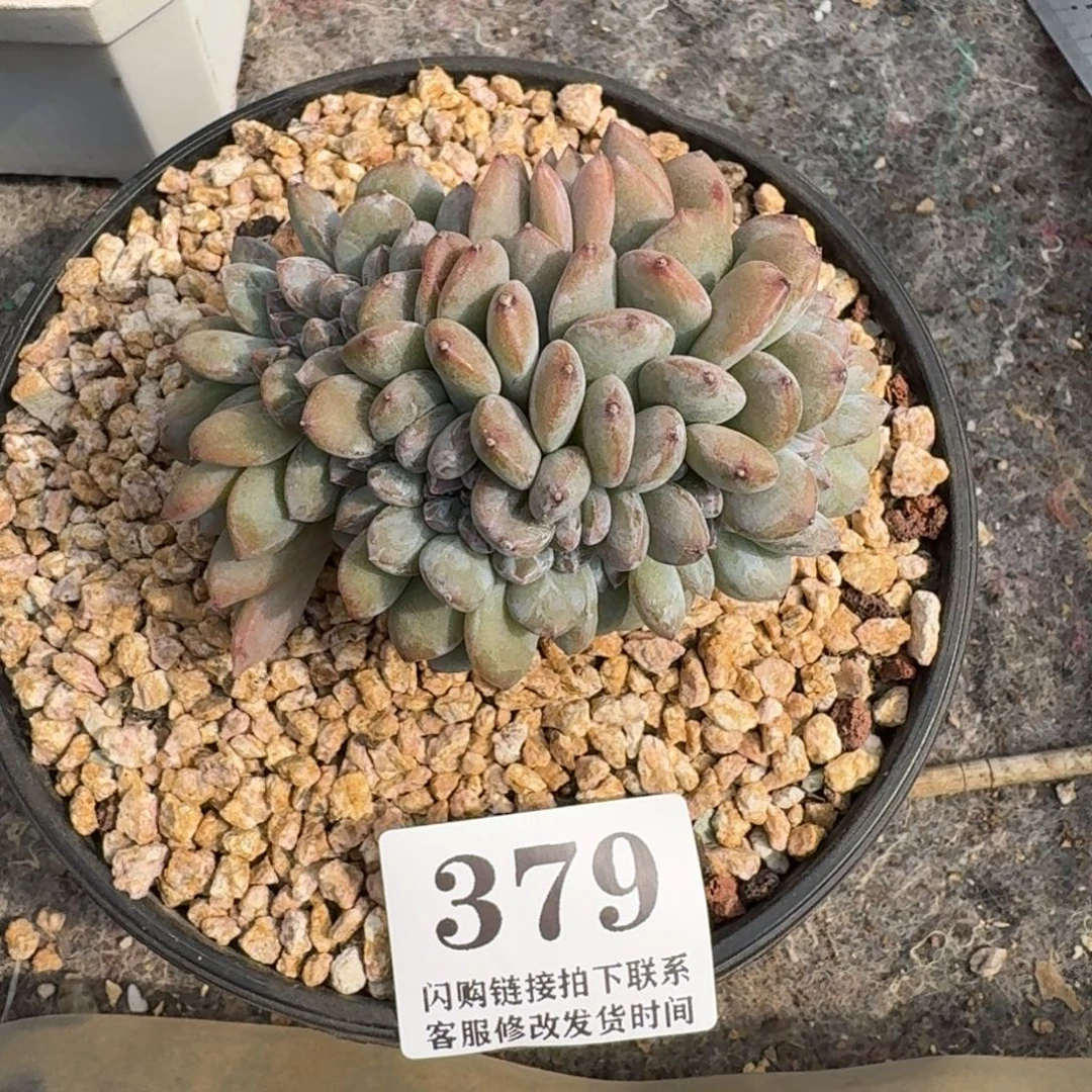 ୧****379星影缀化切底8cm左右