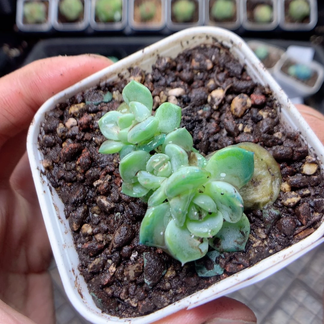 无花朵D95yyyyyyyyy