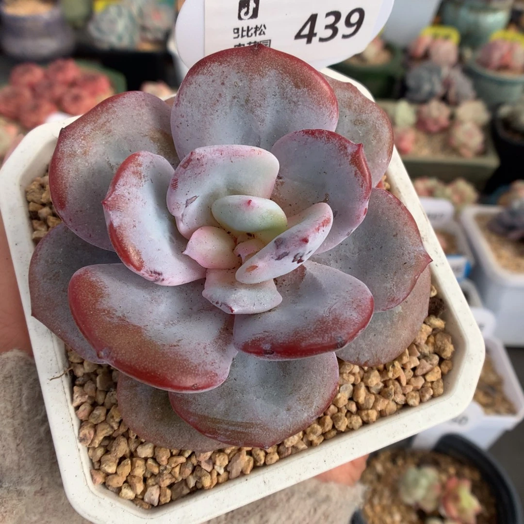 439宽叶韩货奶茶石化锦多肉