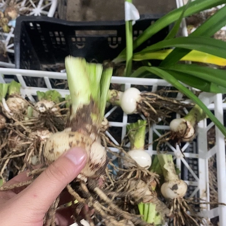 五厘米以上克劳士比朱顶红