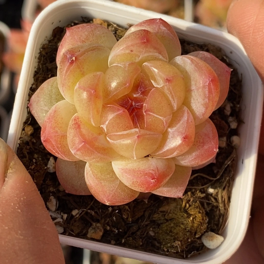 天官赐福百无禁忌