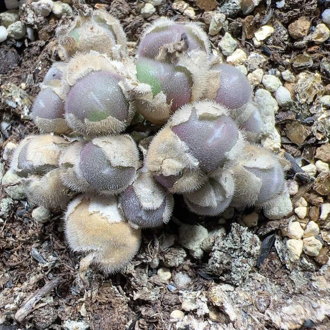 【闪购商品】262 紫毛球