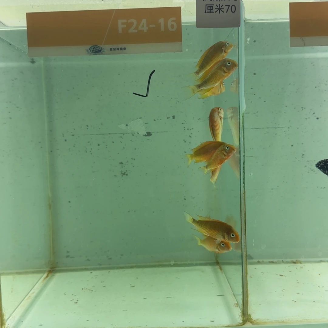慈鲷嘟****4凤碟2416^_^^_^