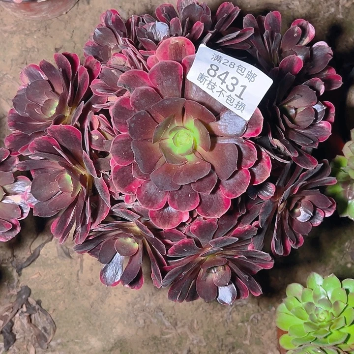 8431爱神多肉植物