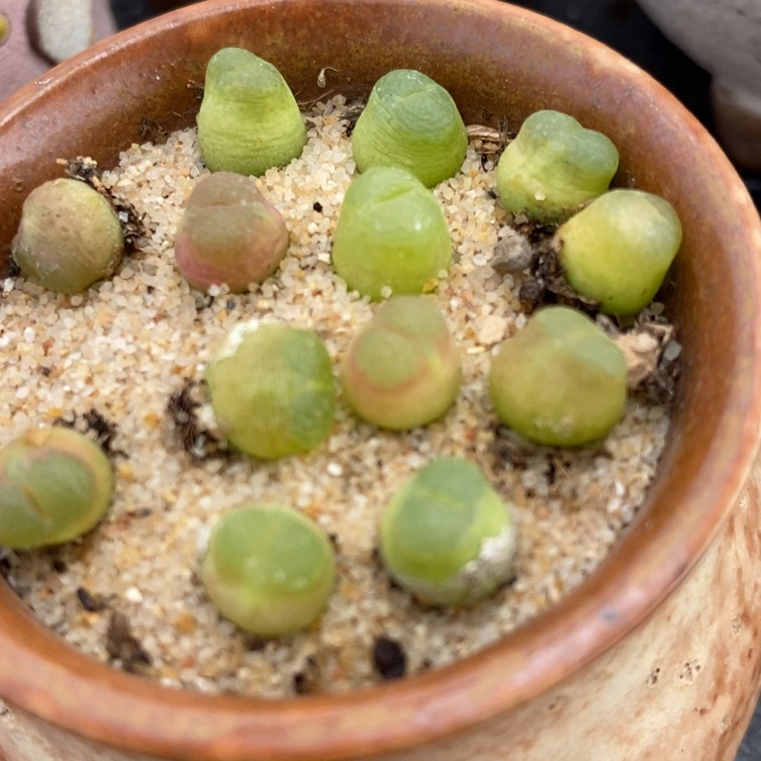 雪茄一颗。发货带老皮