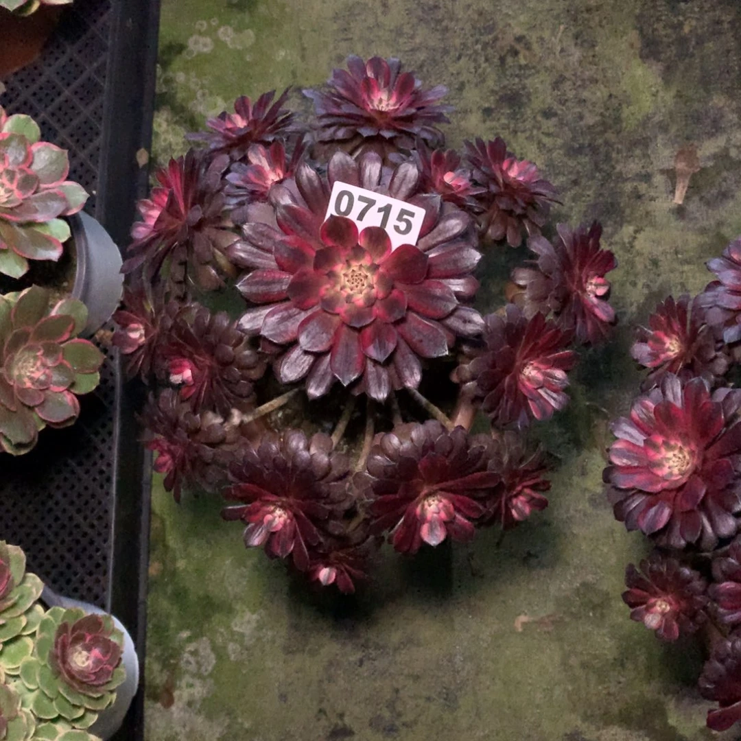 赵***姐黑天鹅715法师多肉植物330000