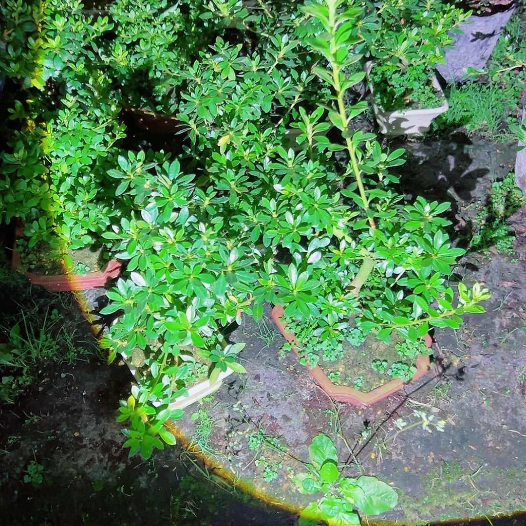 无花朵盆景皋月杜鹃花舞鼓