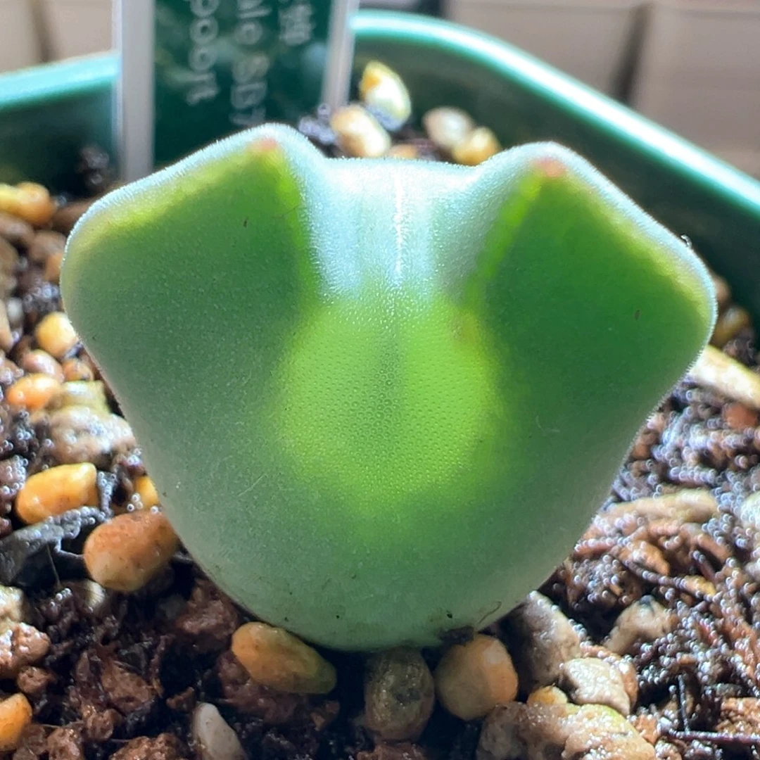 A121.  青蛙种源优选三年大眼空蝉。  矮胖短耳。九折福利。