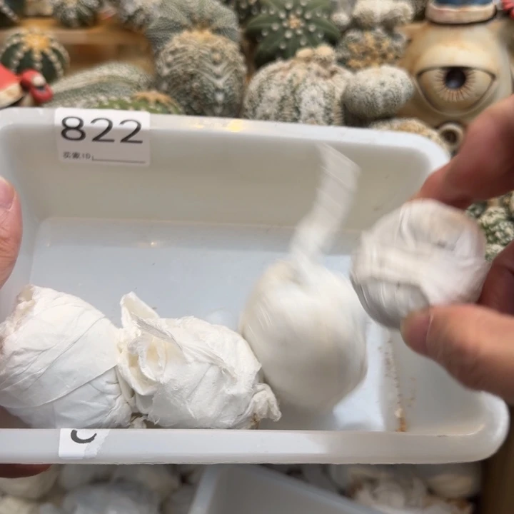 兜星球仙人球822号