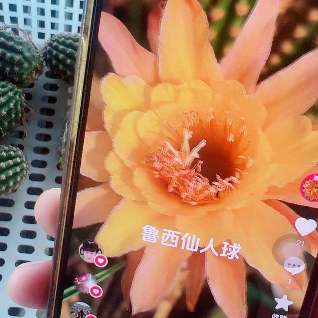 金妞 王子 侧芽 满20包邮
