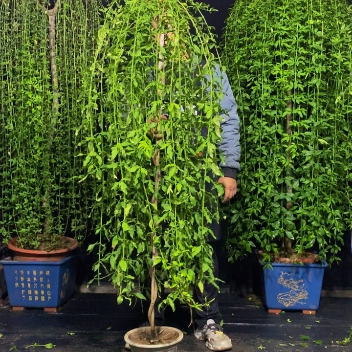 探春花，一物一拍，高度165