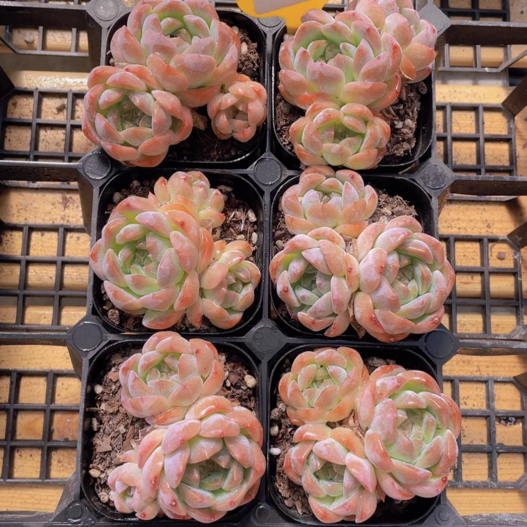 1326号 粉冰魄群生一个