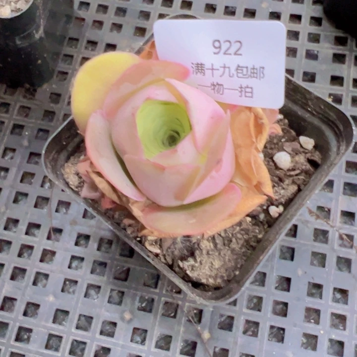 922 裸根不带土，发货不包损