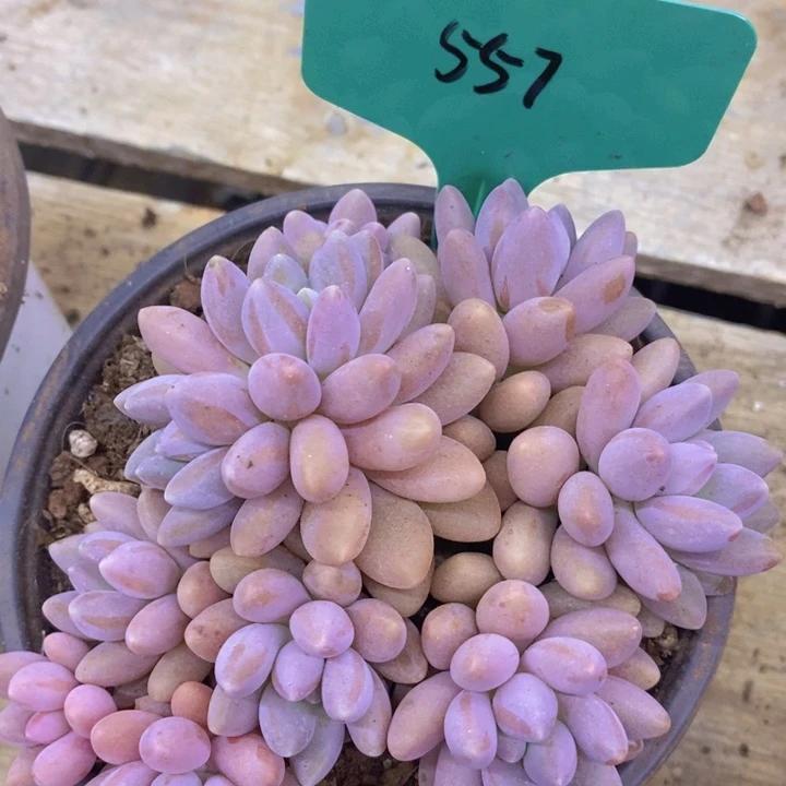 开心多肉，周年庆快乐