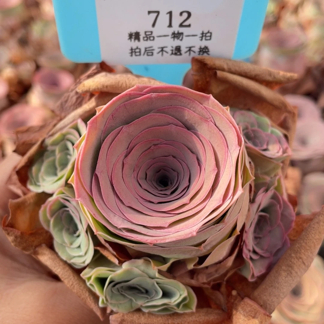 山地玫瑰712裸根发货不售后