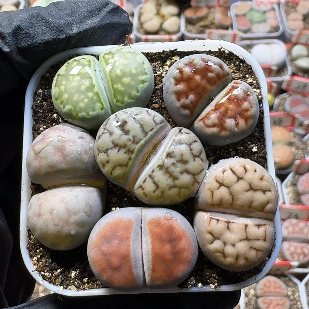 生石花333:：：。  27