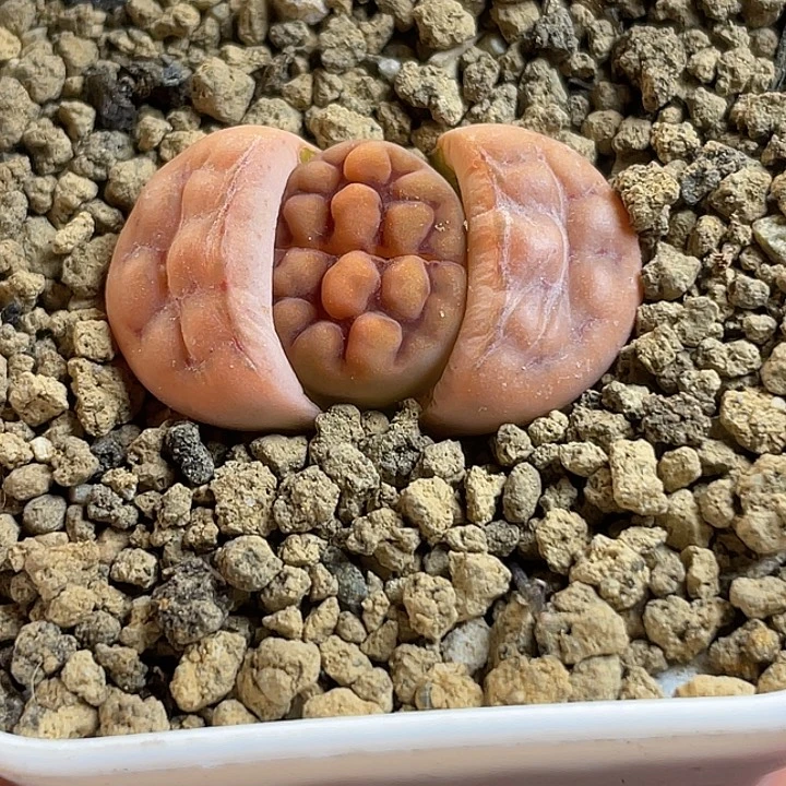 佳人园艺多肉生石花花纹玉优选18