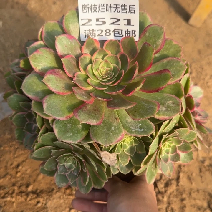 2521二号人粉花妖B