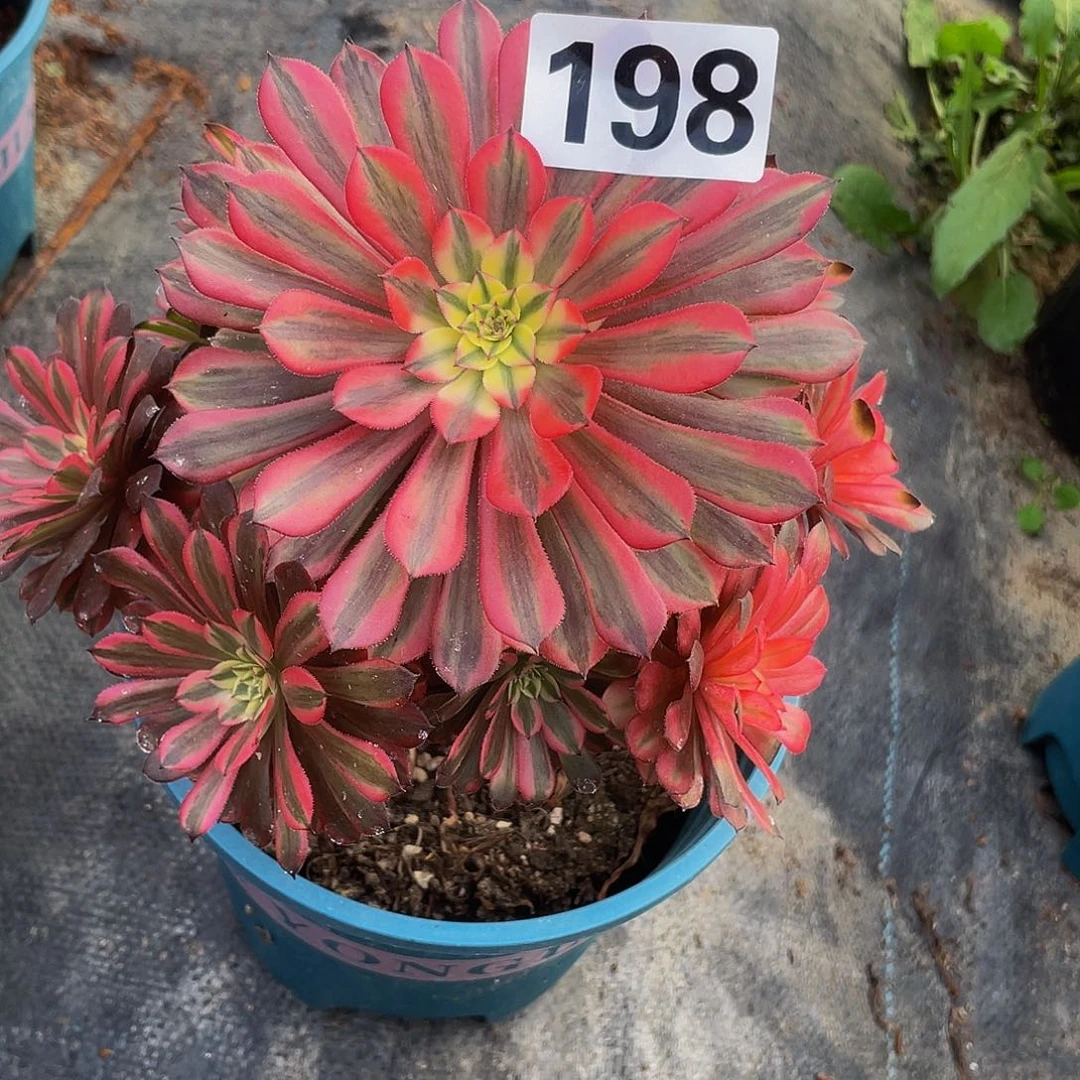 多肉法师198号粉红豹发货不包损