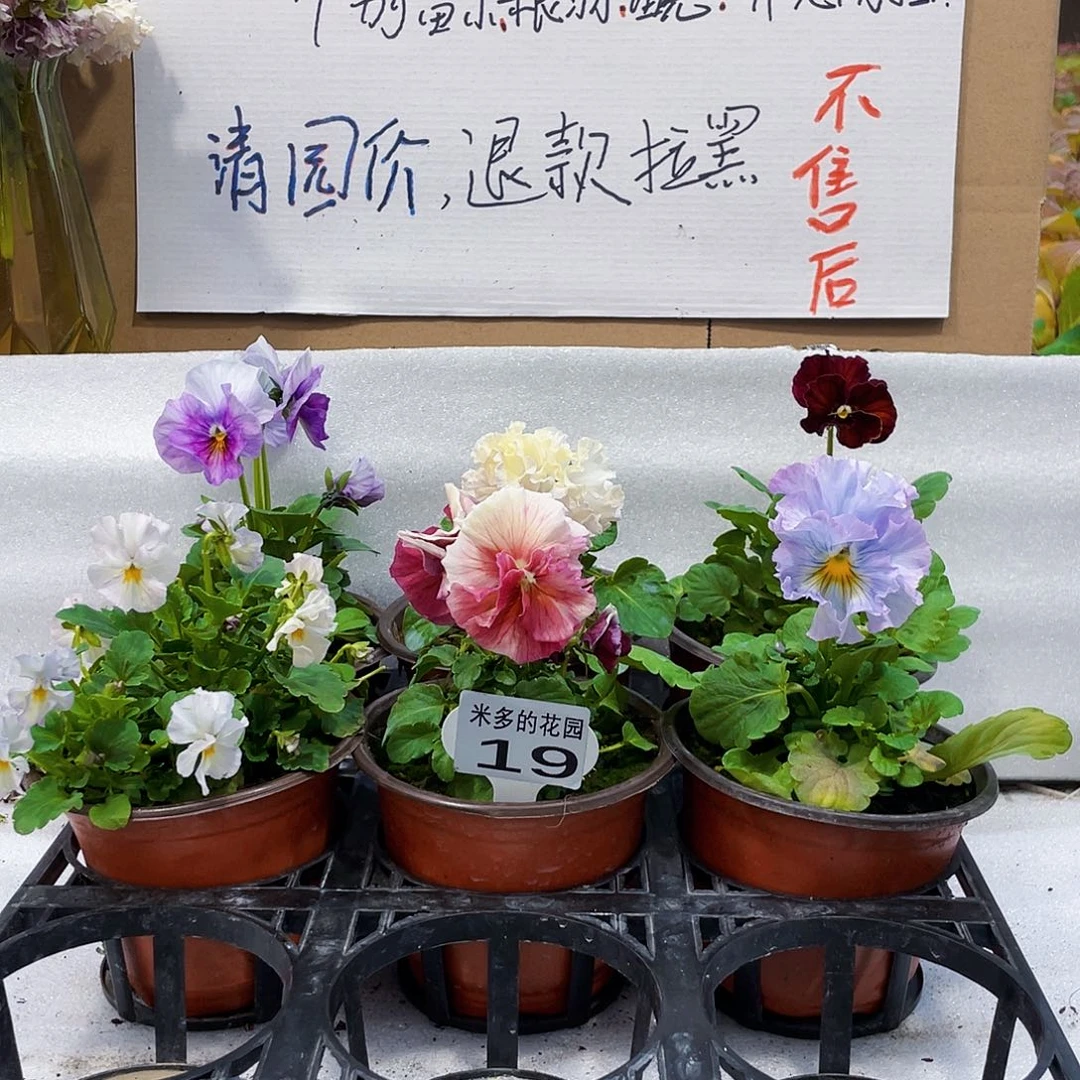 大部分花苞少量开放19