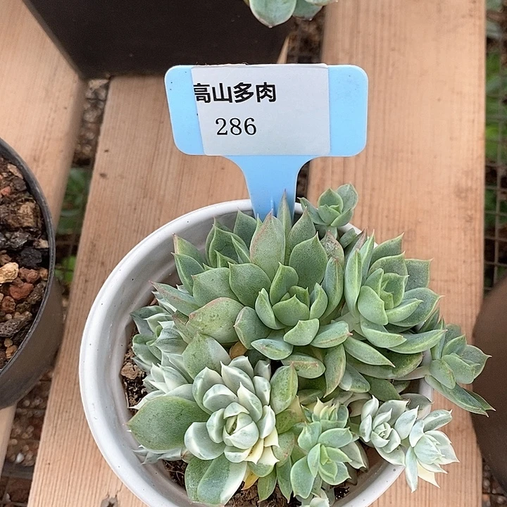 D286- 直播福利 缀化 带锦