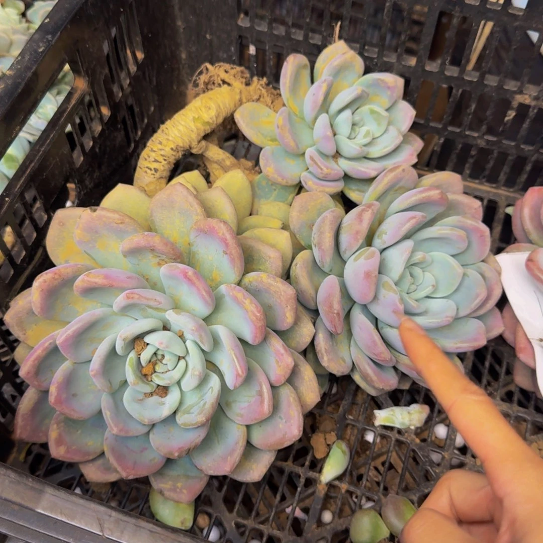 靖***品奥普 一颗 不包损38号