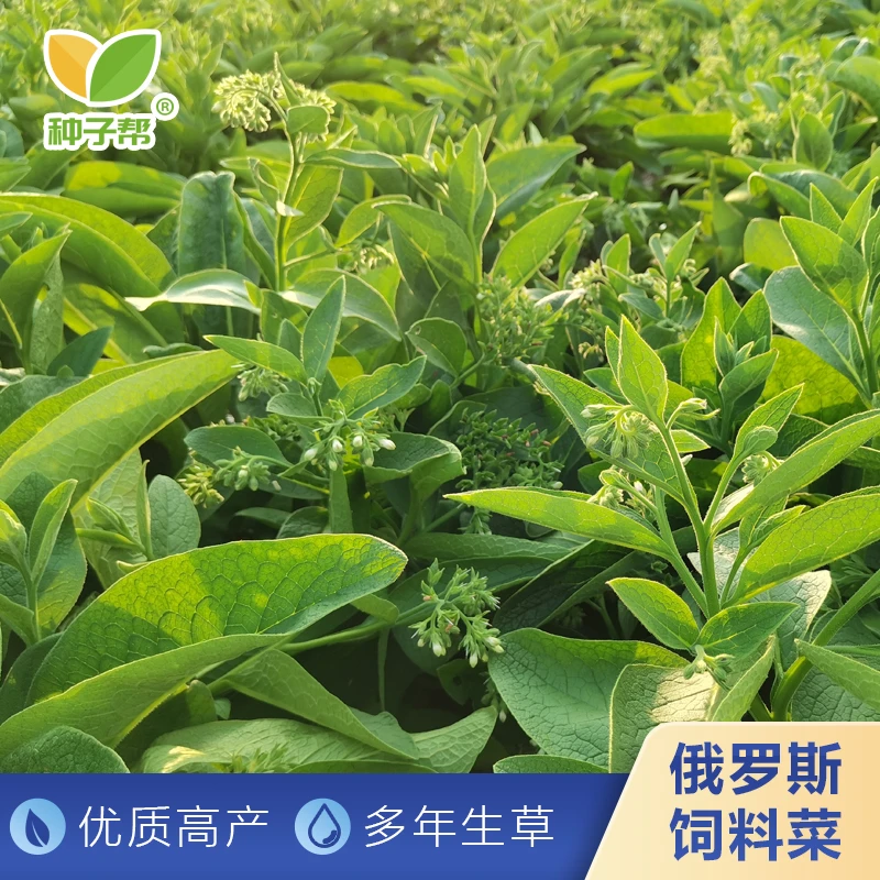 俄罗斯饲料菜种根：春秋播种优质高产高蛋白耐寒耐旱，喂猪鸡鸭鹅