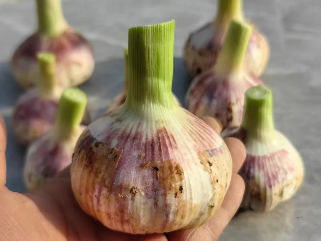 新蒜头茬新鲜现挖紫皮多瓣大蒜头香辣多汁可腌制做菜