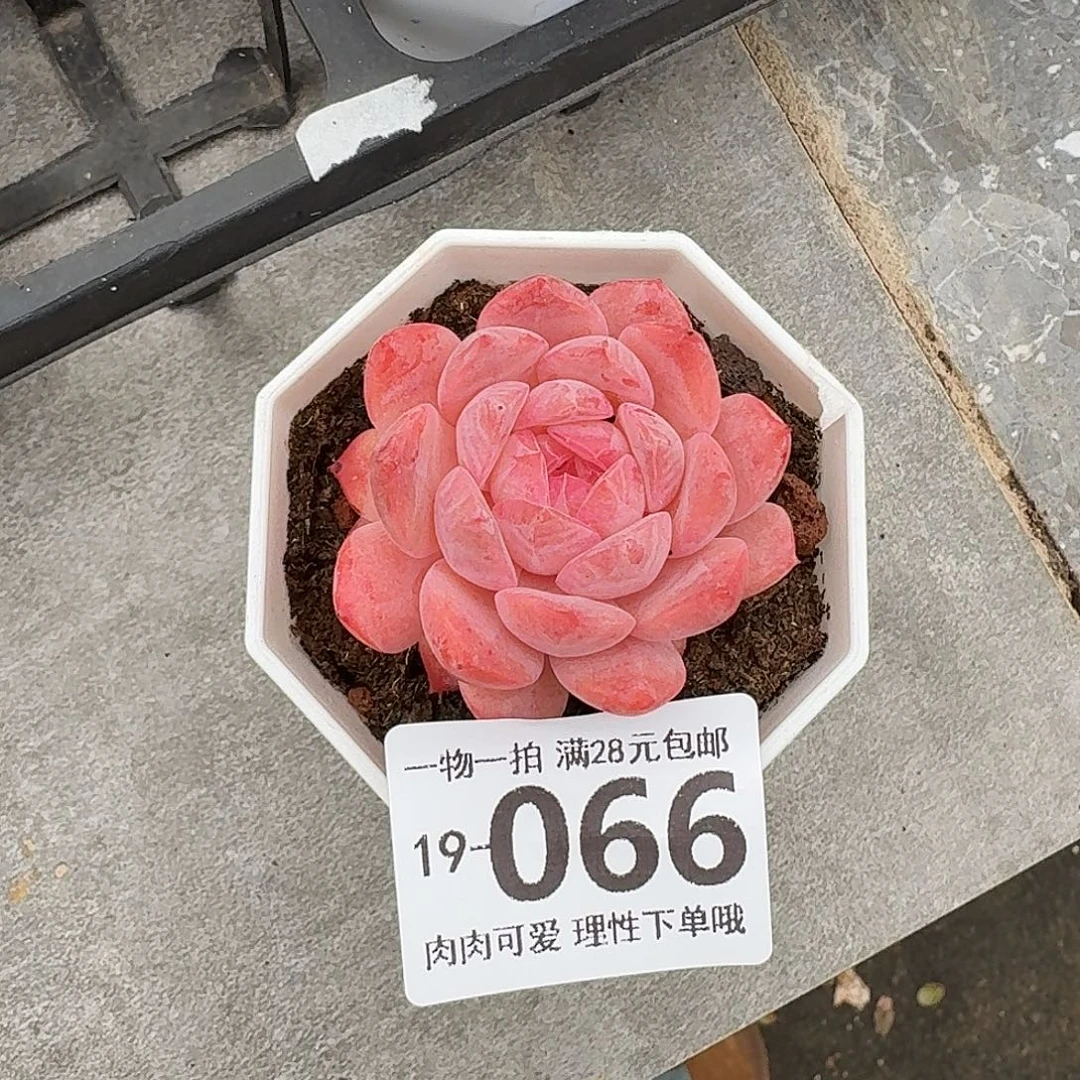 草莓果酱无盆土发货无盆土无
