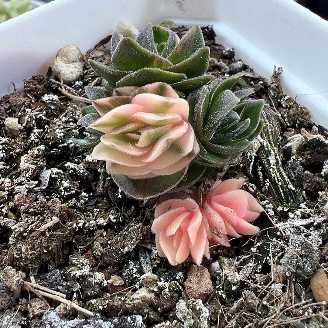 方塔锦  小方花圃一物一拍
