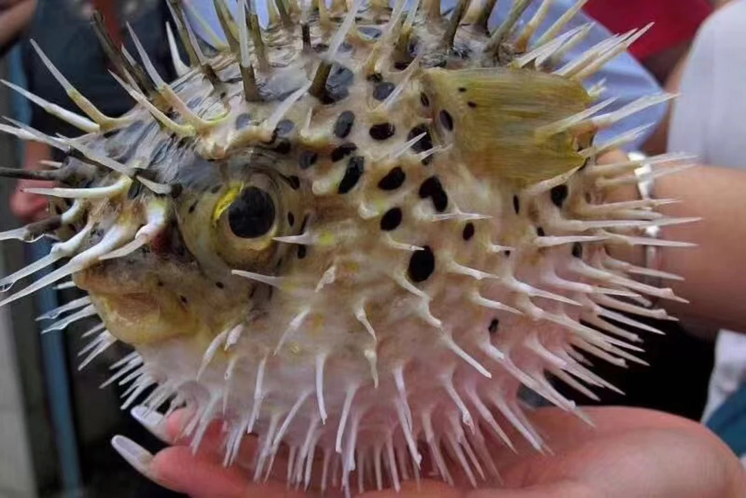 【大印滋补】挑刺刺龟鱼皮 花胶鱼胶海产干货炖奶煲汤营养