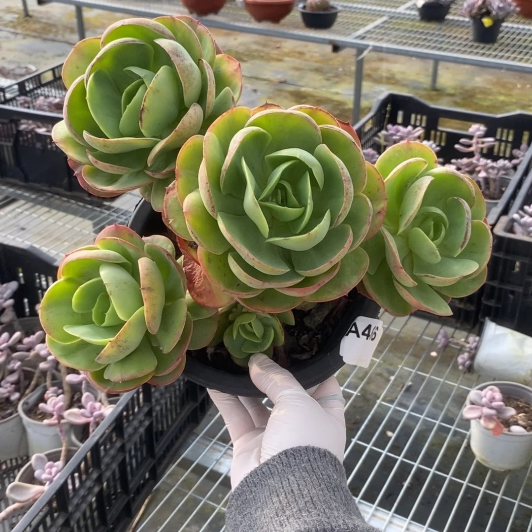 466碧桃老桩一物一拍