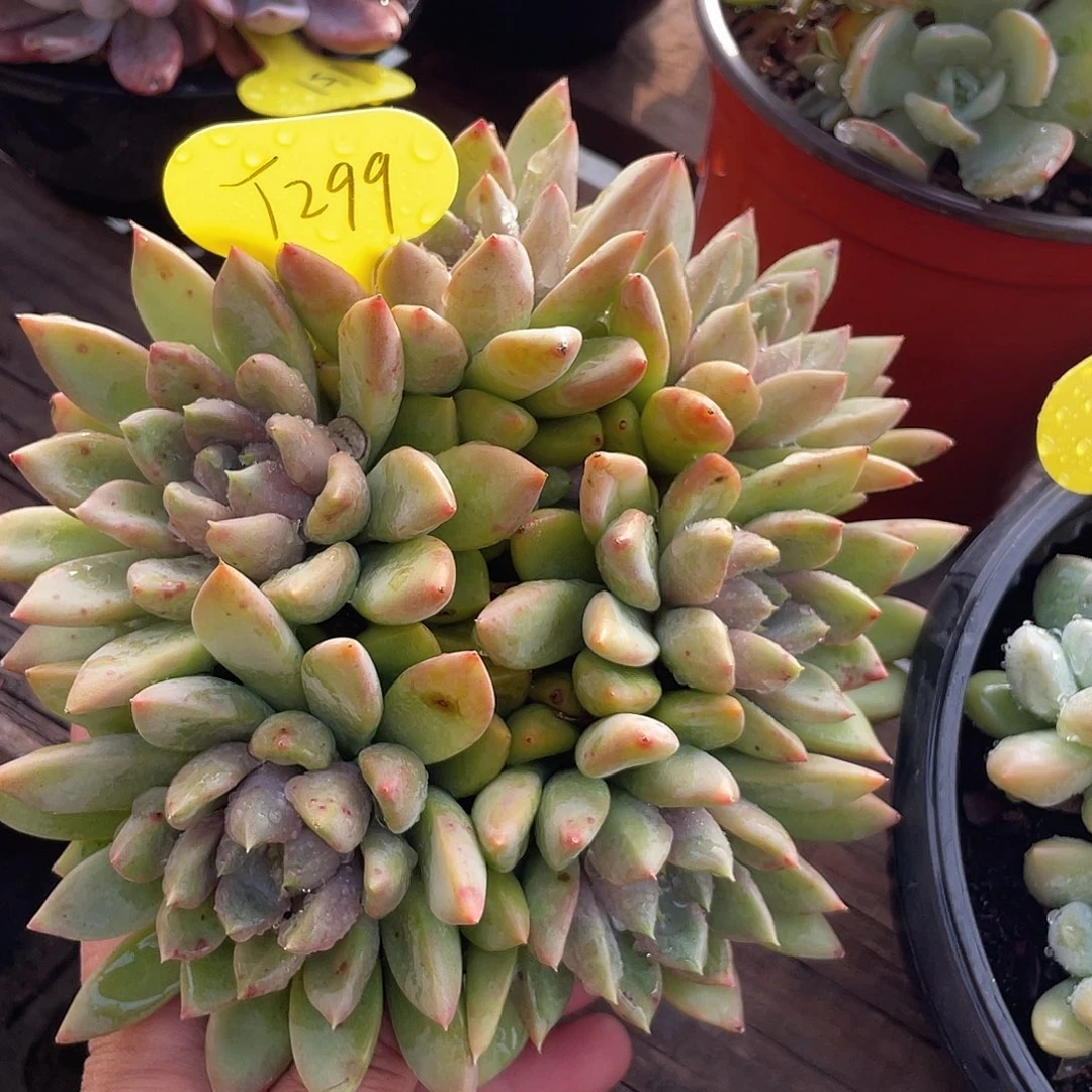 红象牙多肉植物群生的299