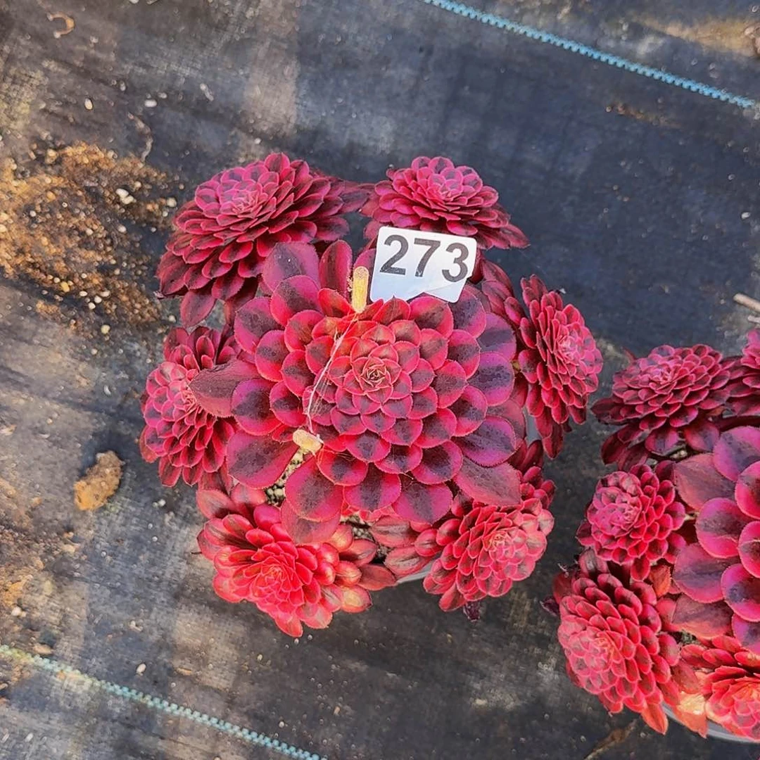 273黑铜超白半木质桩