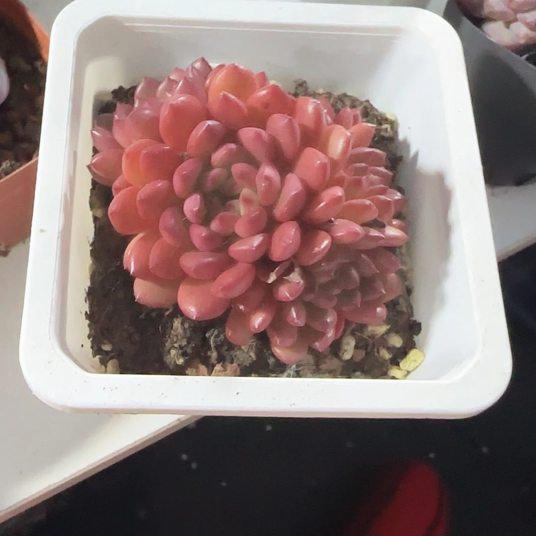 青蛙王子儿童牙膏套装11