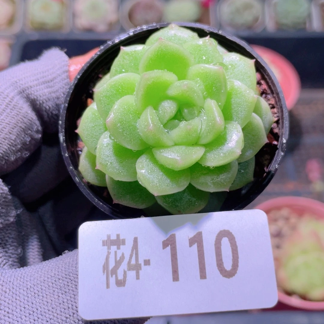 花利美4-110晶钻月光